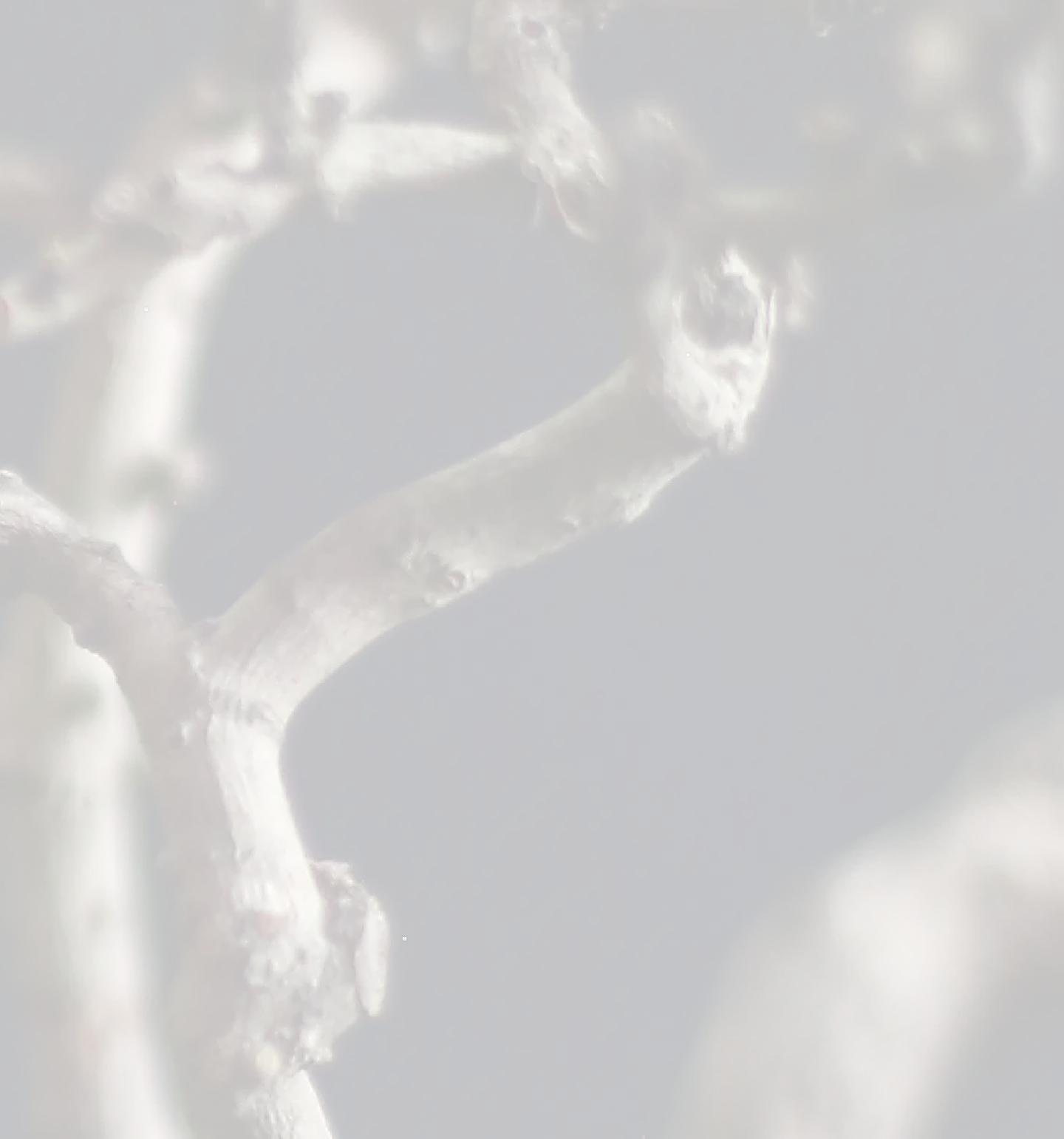 mã đáo thành công